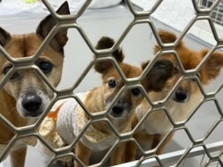 설이집사 tweet media