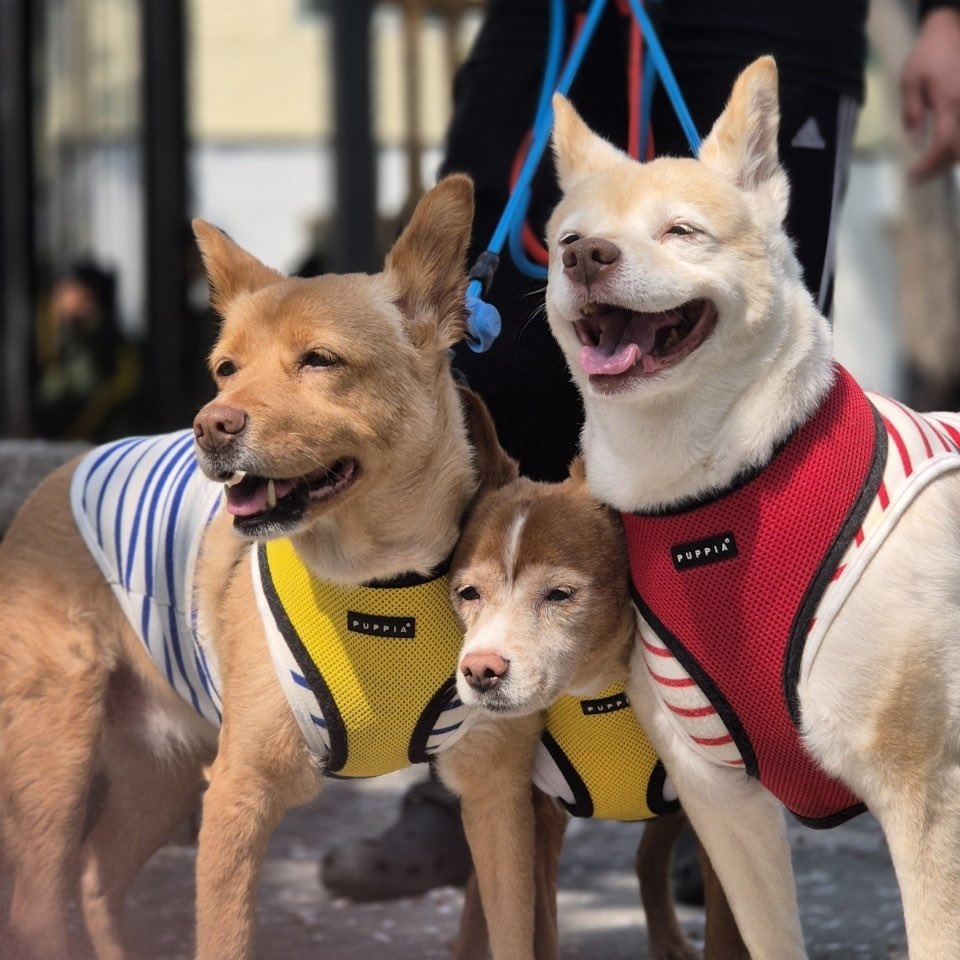 설이집사 tweet media