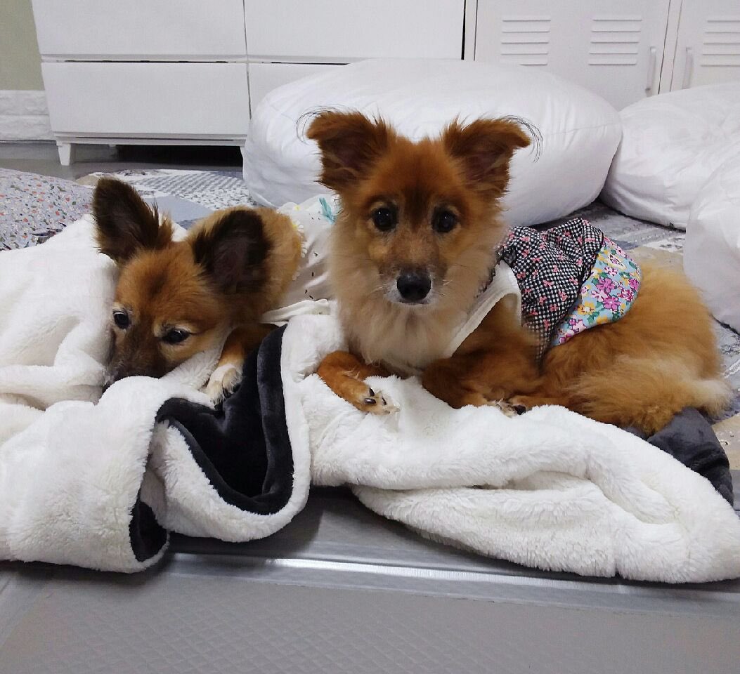 설이집사 tweet media