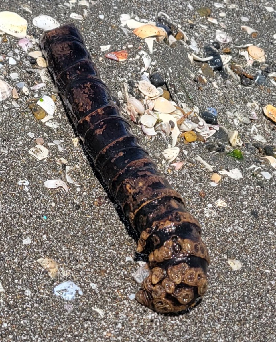 三苫の美味とまのんびりなんて言ってらんねぇゼ tweet media