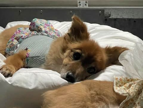 설이집사 tweet media