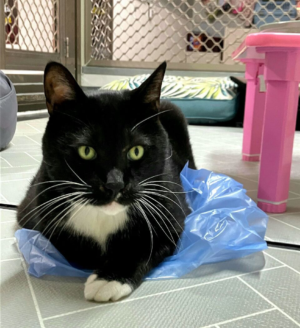 설이집사 tweet media