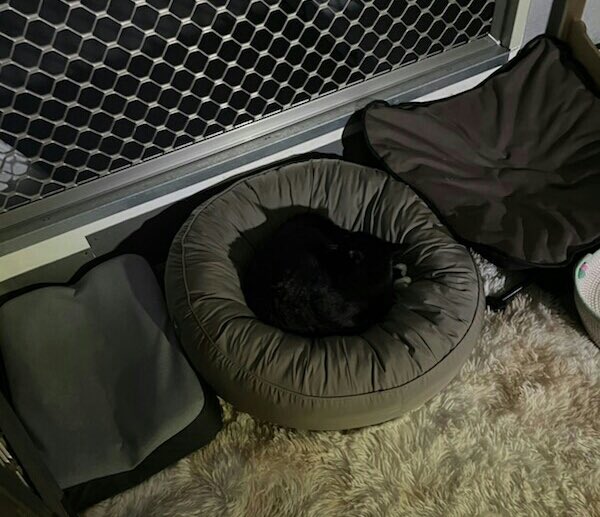 설이집사 tweet media