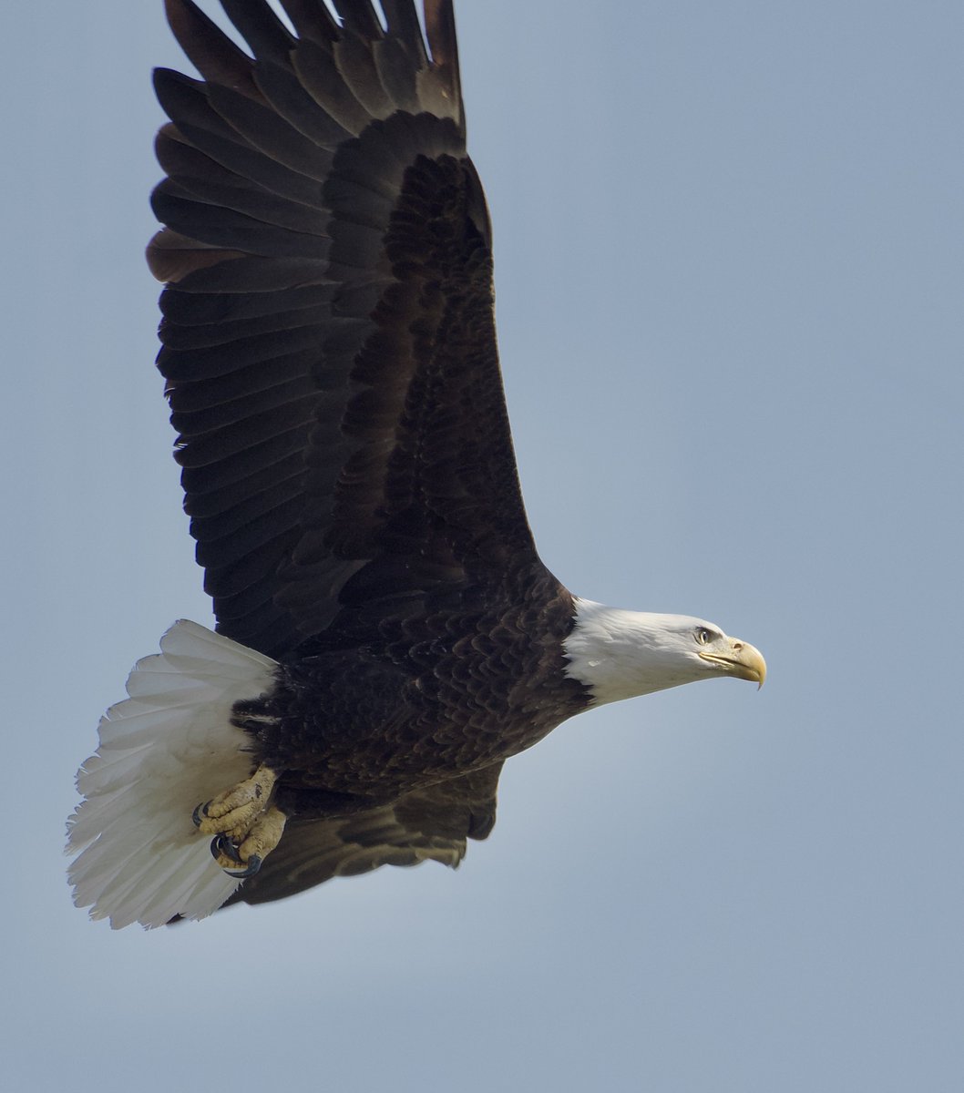 RoppityPhotos's tweet image. Bald Eagle taking a lap and returning to the nest.  Orange County NY Wallkill River   #Eagle #BaldEagle #Wildlife #WildlifePhotography #Birds