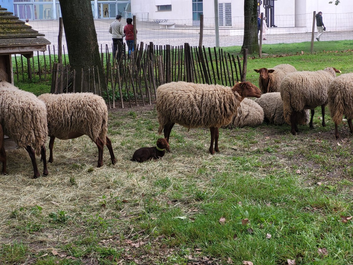 Simple consommatrice de chattes 🌸 tweet media