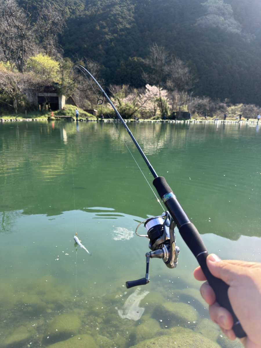 takyaka's tweet photo. 本日の大芦川
本日下ろしたての城峰MLSは朝2投目で入魂完了。
トップもよく釣れてビセンでも釣れました
ニャンプ、HFマホ丸、あとは蛍光オレンジがよく釣れた
DS47も蛍光オレンジ
ニョロ系、ミノーは金魚みたいな派手カラーが強かった
あとワウ投げとけばとにかく釣れる https://t.co/QXDP4dyOFS