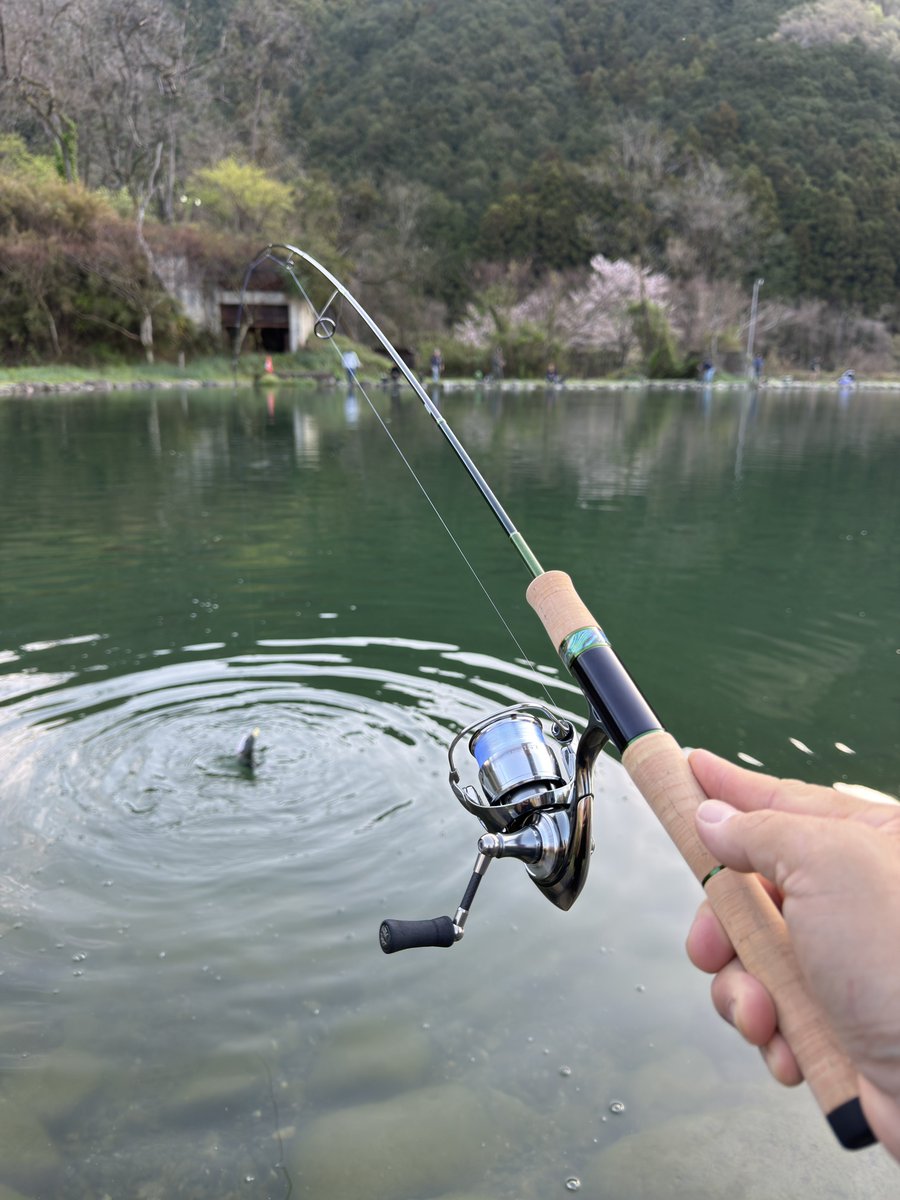 takyaka's tweet photo. 本日の大芦川
本日下ろしたての城峰MLSは朝2投目で入魂完了。
トップもよく釣れてビセンでも釣れました
ニャンプ、HFマホ丸、あとは蛍光オレンジがよく釣れた
DS47も蛍光オレンジ
ニョロ系、ミノーは金魚みたいな派手カラーが強かった
あとワウ投げとけばとにかく釣れる https://t.co/QXDP4dyOFS
