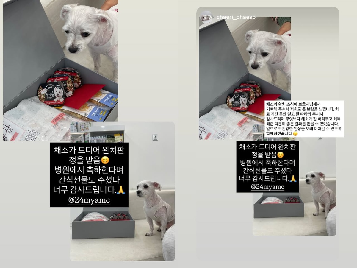 lcy11chaerish's tweet photo. CHAESO UPDATE
Chaeso has finally been declared fully recovered๐
Vet: We were able to achieve this great result thanks to Chaeso's resilience and recovery.
#์ด์ฑ์ฐ #LEECHAEYEON
#์ฑ๋ น #CHAERYEONG
#CHAESIS #LEEFAM #PAPALEE #MAMALEE #CHAEMIN #CHAERI #CHAESO #IO_EO_CHAE_O https://t.co/dQMAqZfKyc