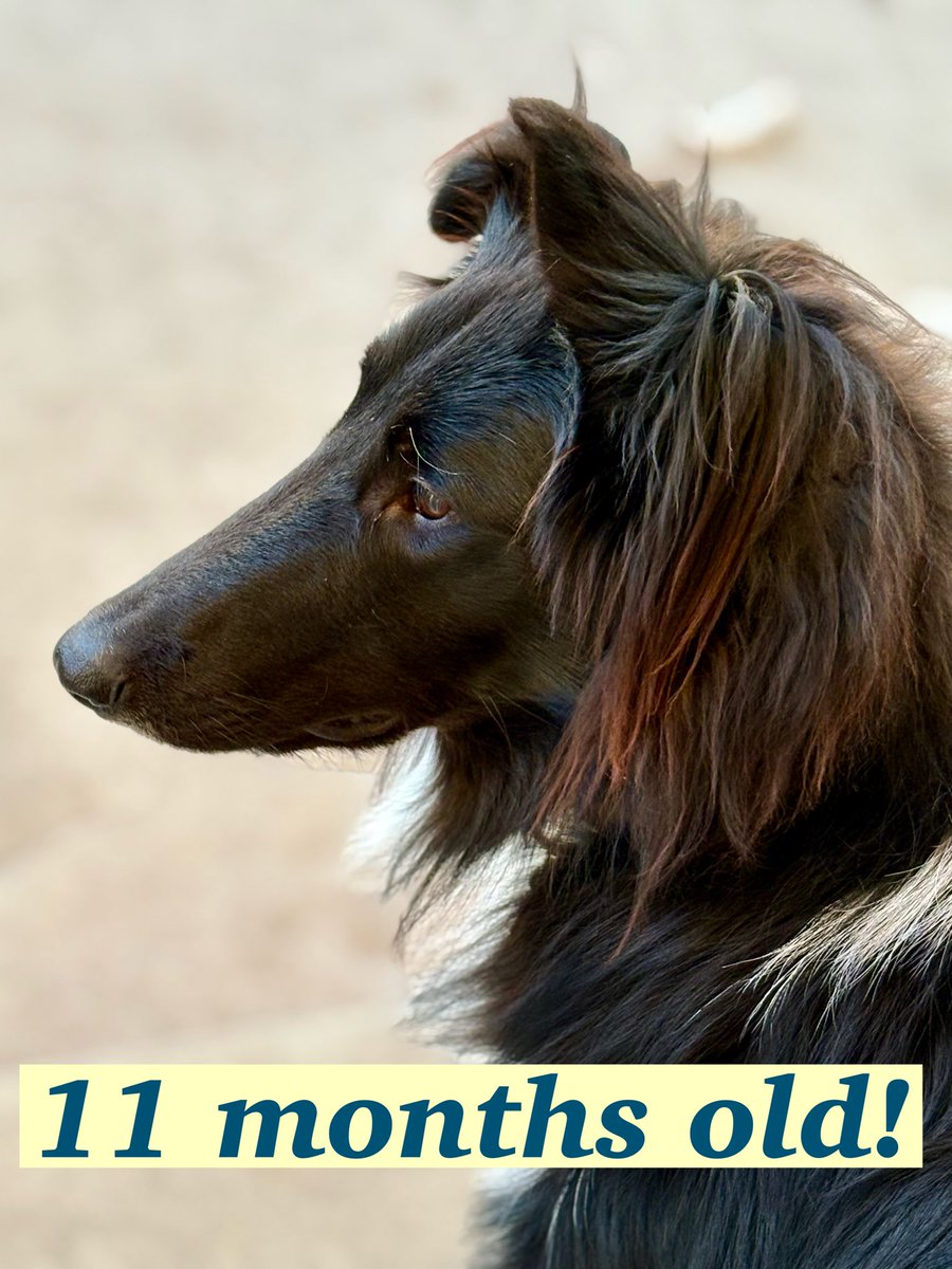 WilmaBenton19's tweet image. I’m 11 months old today. I weigh 60 pounds and I’m still growing. 🦒 
#dogsofx #dogsoftwitter