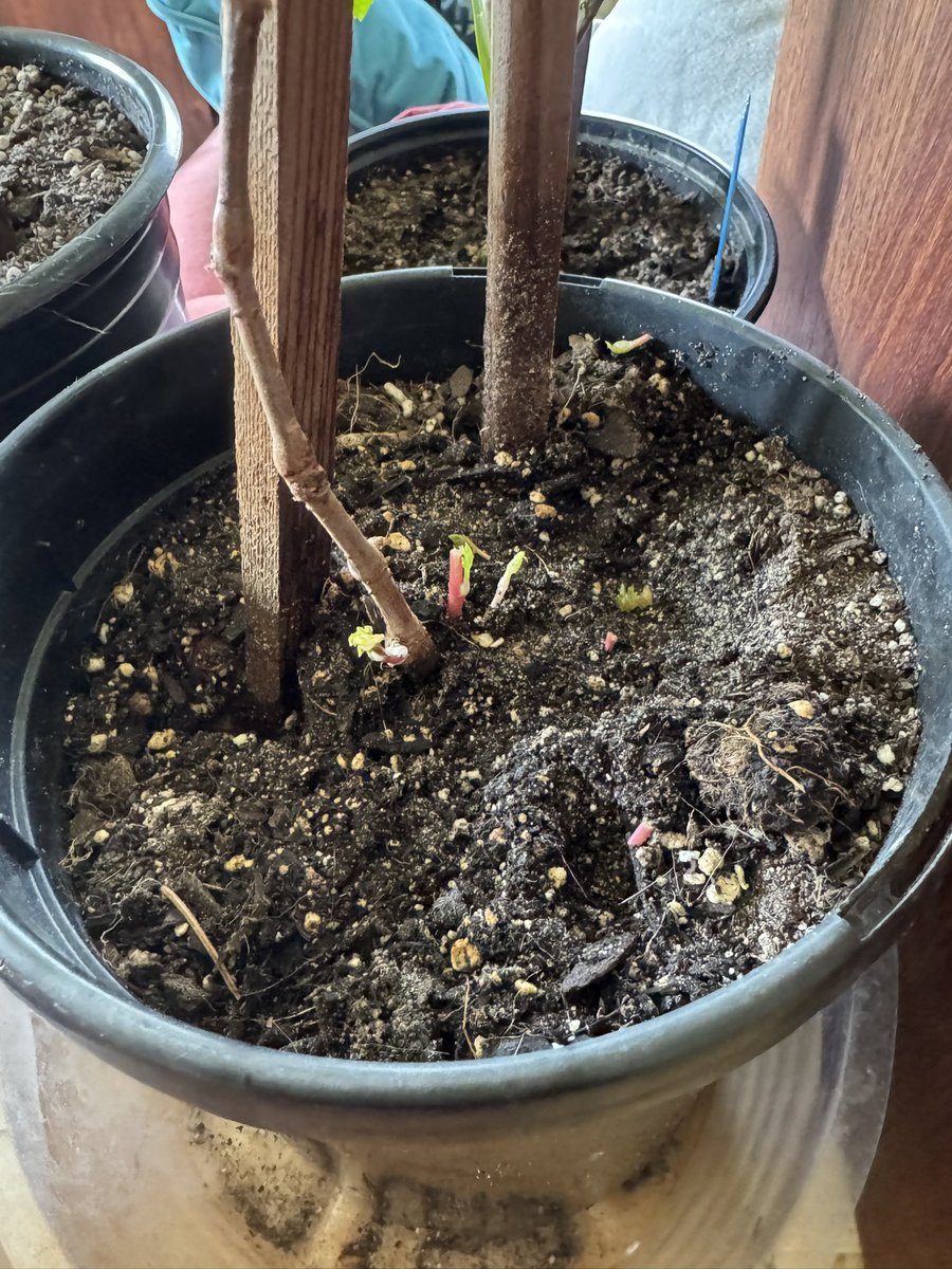 Kate Frost tweet media