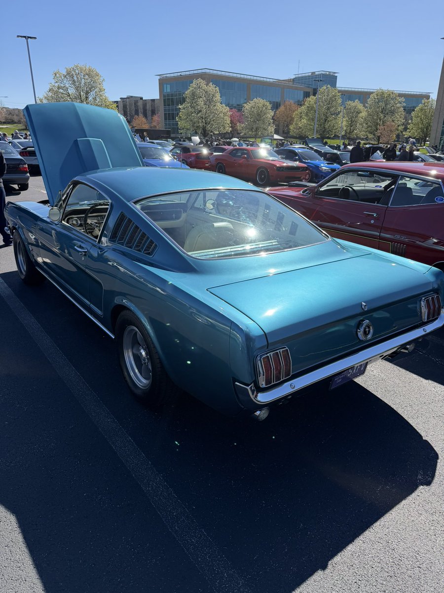 cocky go boing boing