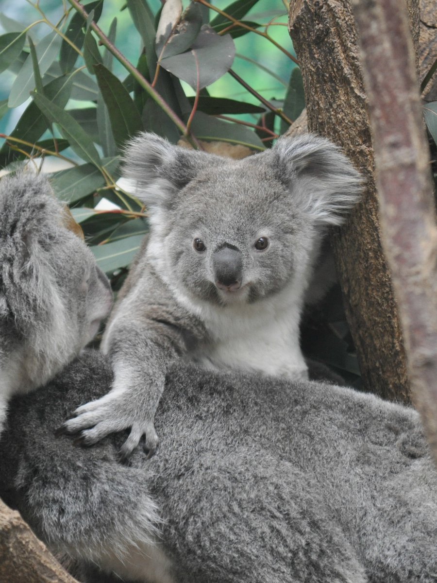 おぐらとーすと. tweet media