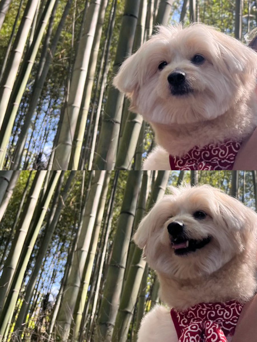 boss_no1_'s tweet photo. ちくりん https://t.co/ovnrrCeAZu