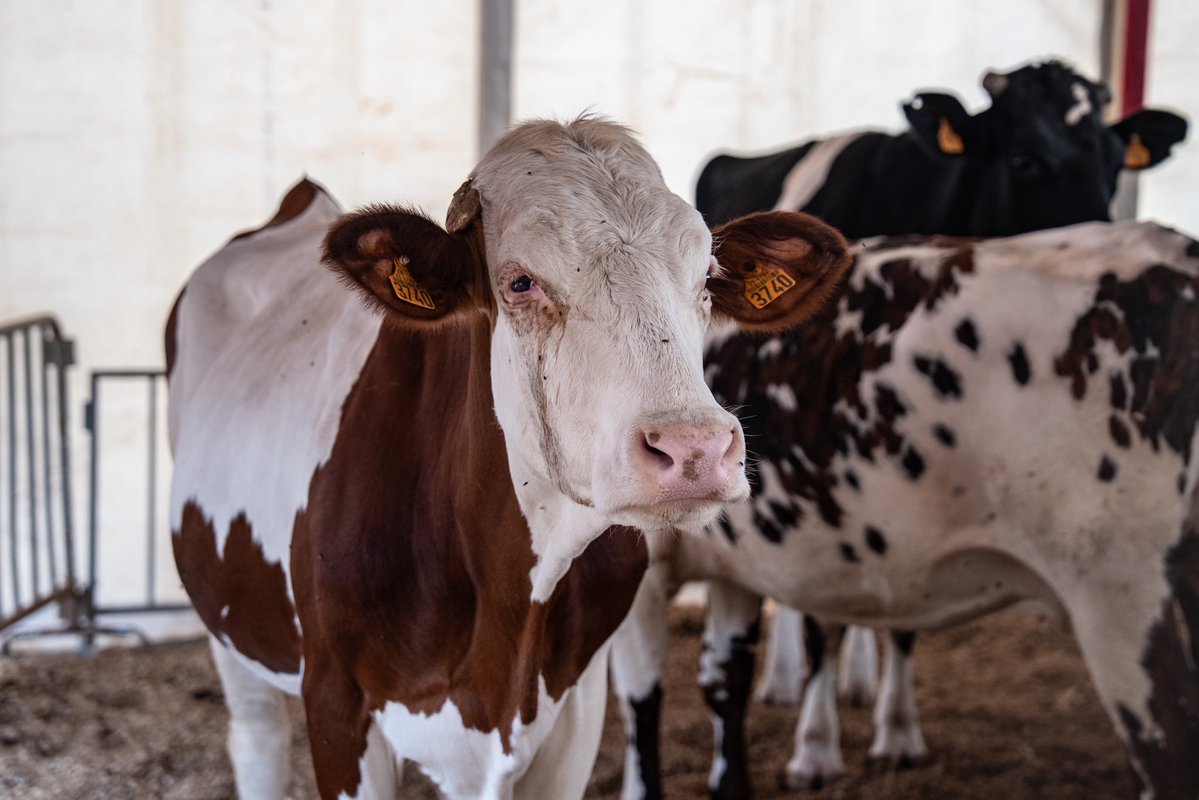 Présidence Sénégal tweet media
