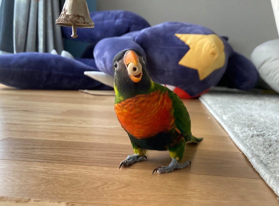 ゴシキセイガイインコのクーピー tweet media