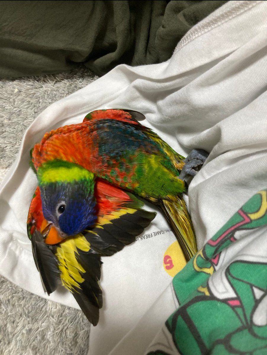 ゴシキセイガイインコのクーピー tweet media