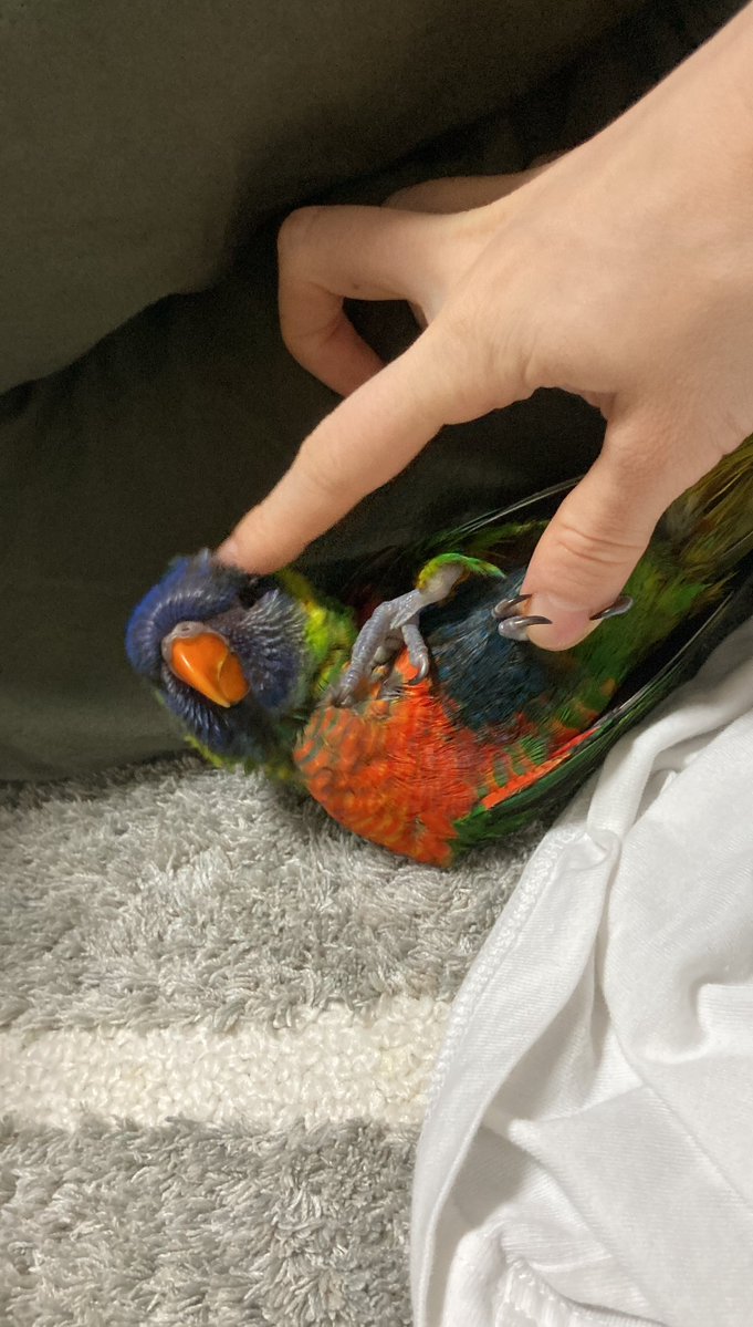 ゴシキセイガイインコのクーピー tweet media