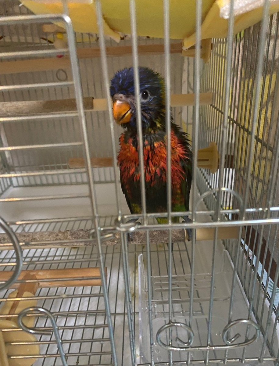 ゴシキセイガイインコのクーピー tweet media