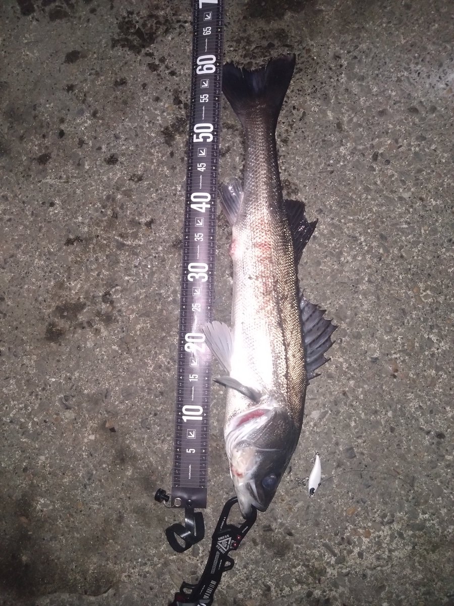 teranishi6's tweet photo. 最近仕事が忙しく釣り行けず、久しぶりのナイトゲーム。
なんとか2匹🐟️
ハクかアミか分かりませんがなんとか釣れました🎣
＃ピース60
＃マリエラ58 https://t.co/Iu3d18Nis9