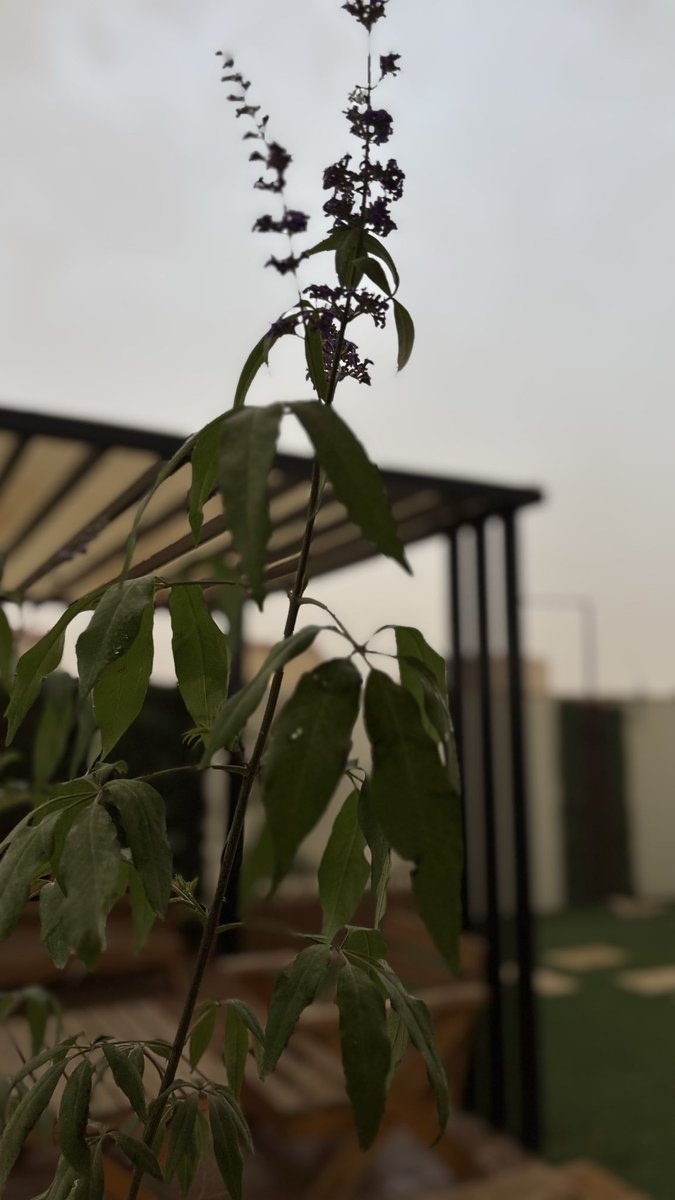 ムＢD U Ł L ム卄 tweet media