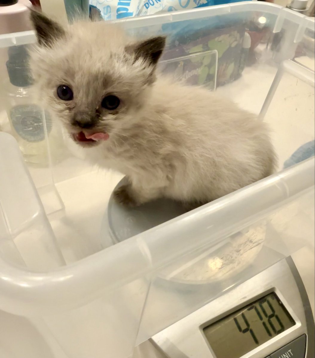 hi I’m Hank tweet media