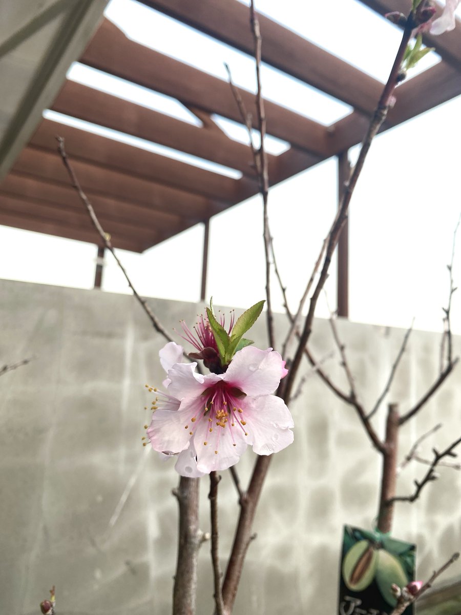 Akemi Madras tweet media