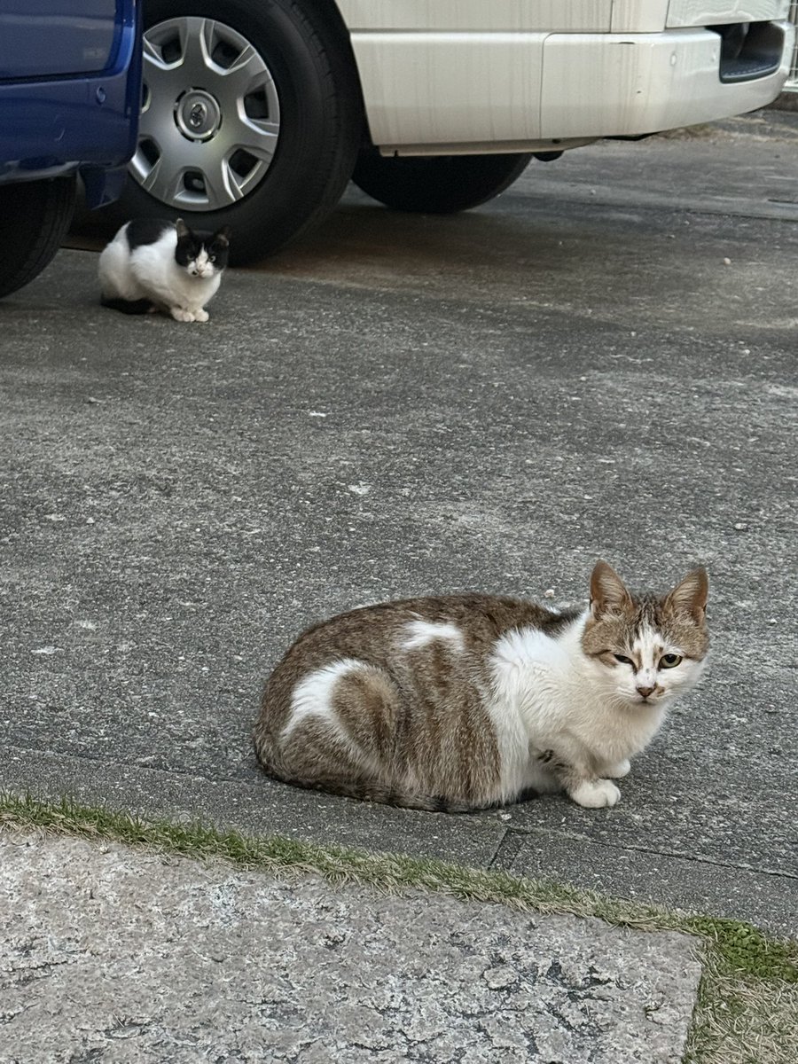 みごろ tweet media