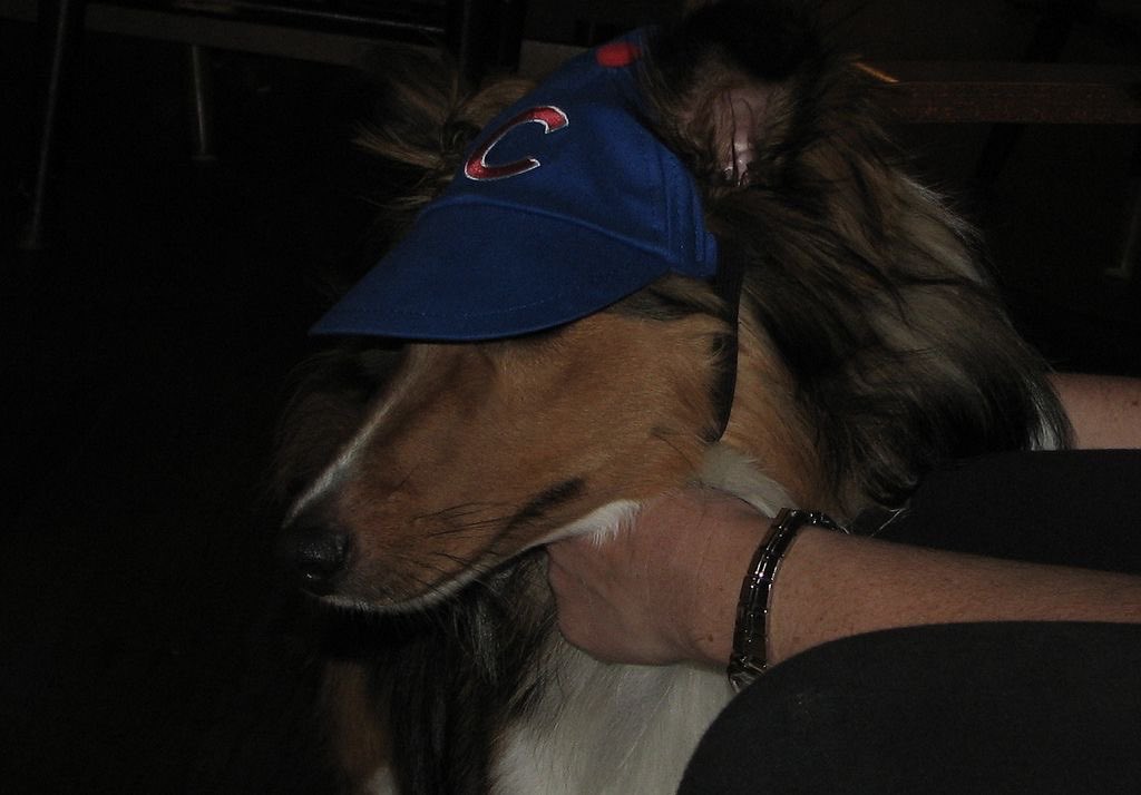 dogsinbaseball's tweet photo. https://t.co/JspFkZMprY