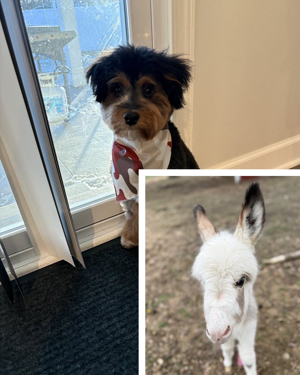 Youngstown State WBB🐧 tweet media