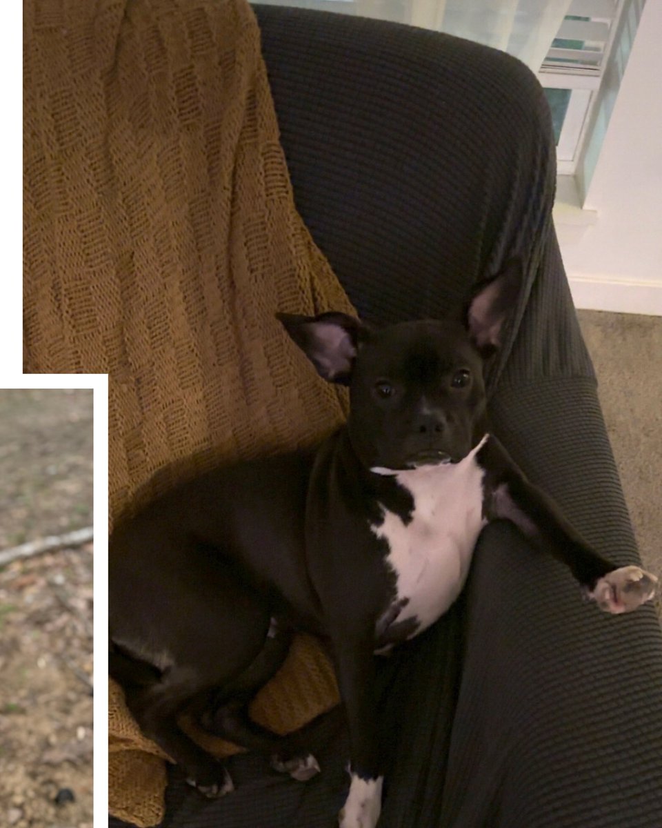 Youngstown State WBB🐧 tweet media