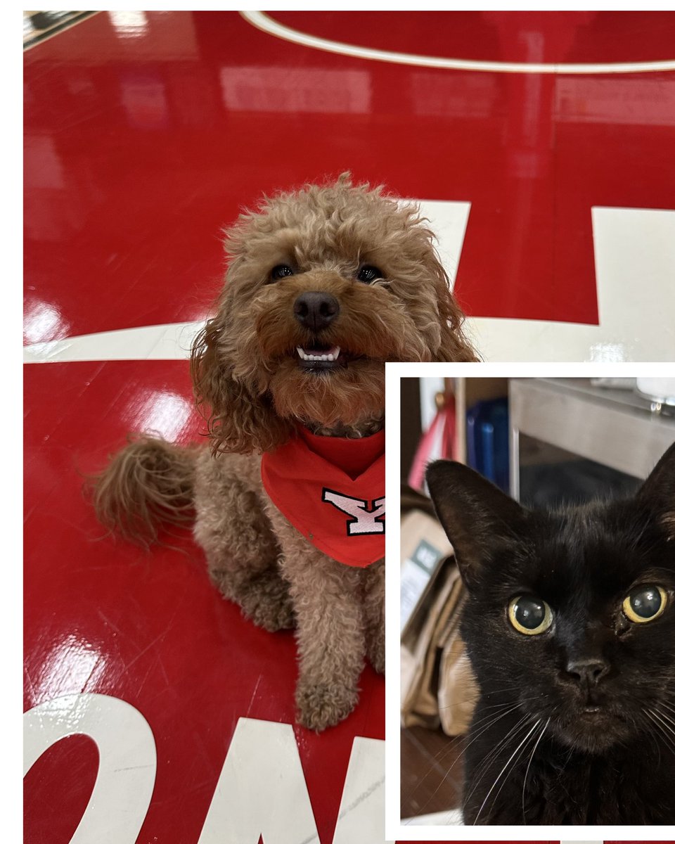 Youngstown State WBB🐧 tweet media