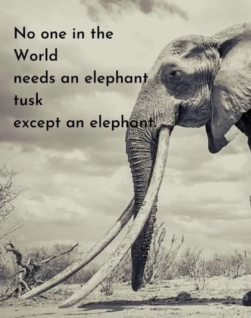 Mary Zientek Sulaiman tweet media