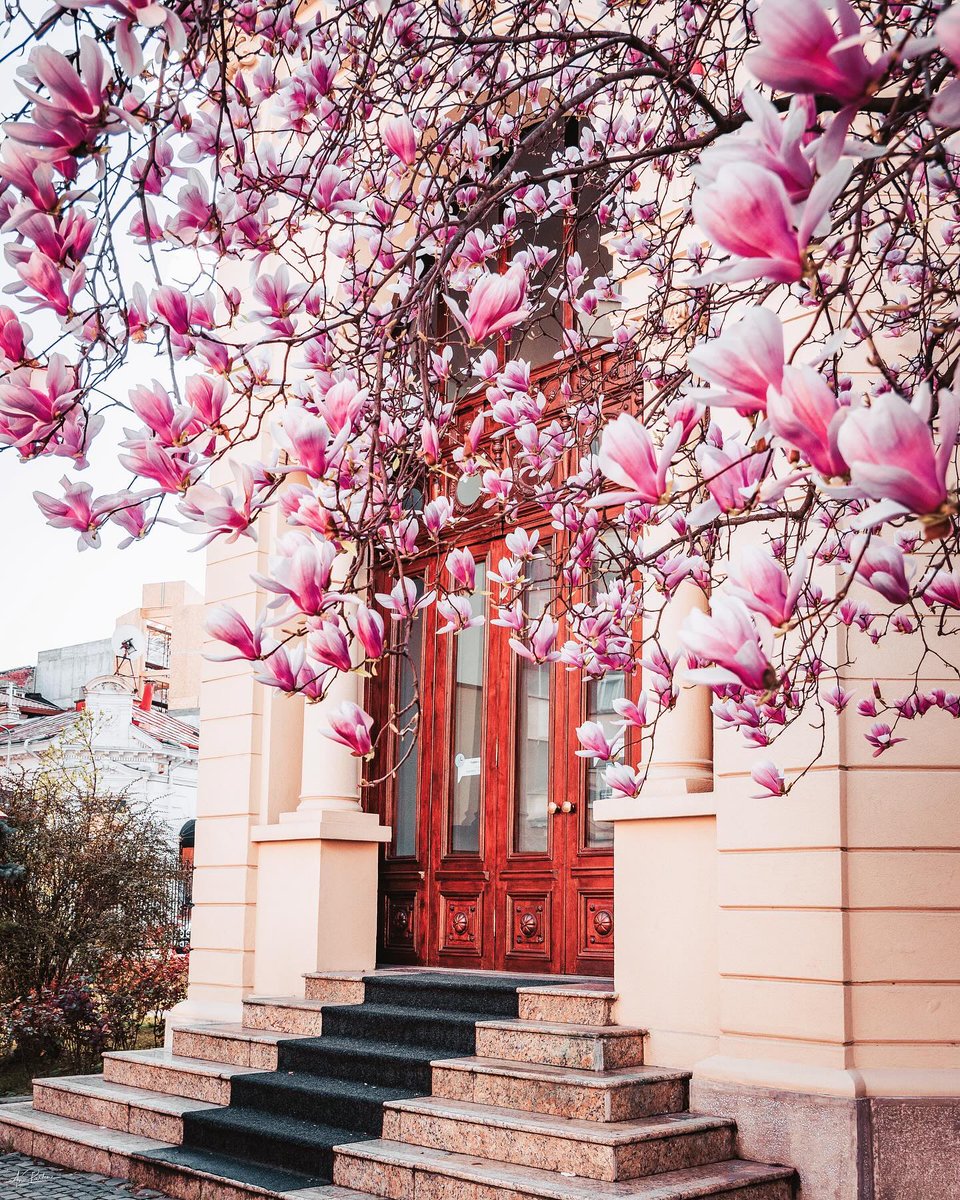 angelicaio81153's tweet image. Wonderful Blooming Magnolia , Bucharest Romania 
#realistic #landscape #photography