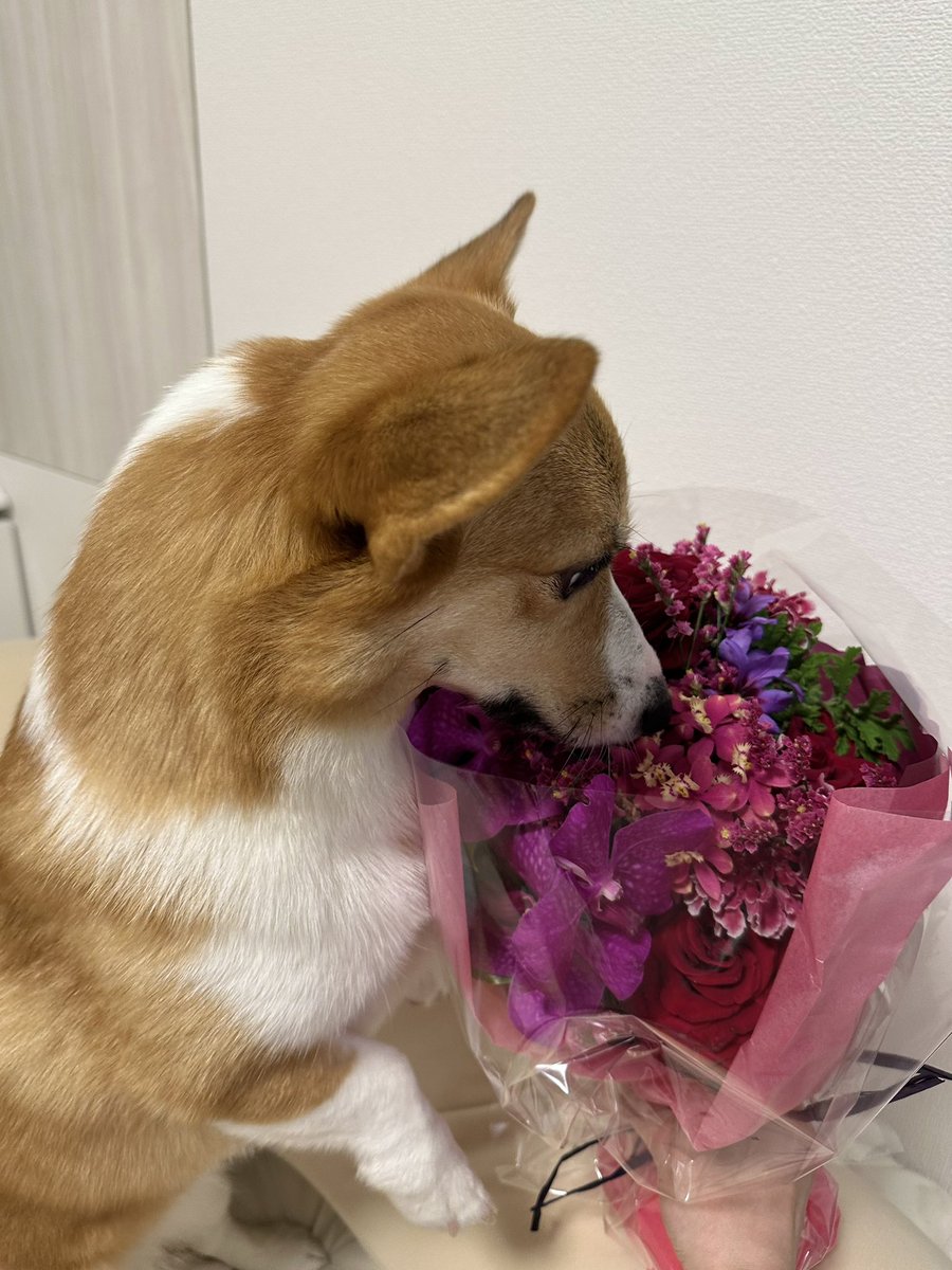 Leina Takahashi tweet media