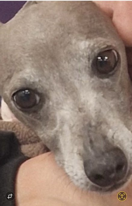 Lia - Dog Saved by Grok tweet media