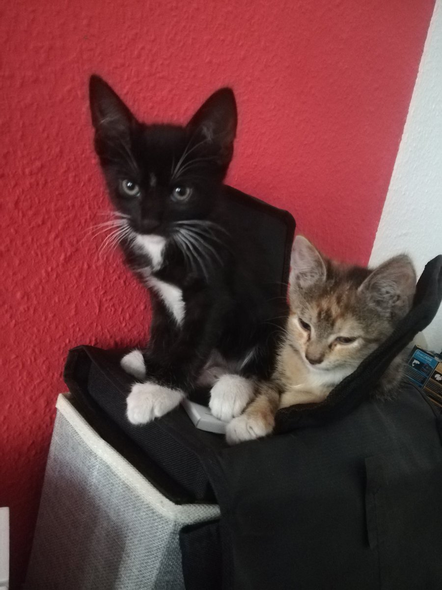 Per aspera ad astra 🇩🇪🕊️🇷🇺 tweet media