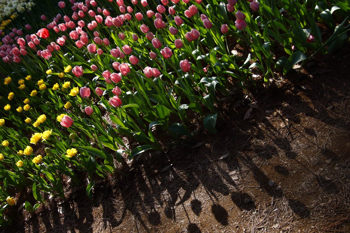 あやかNB📷∞ tweet media