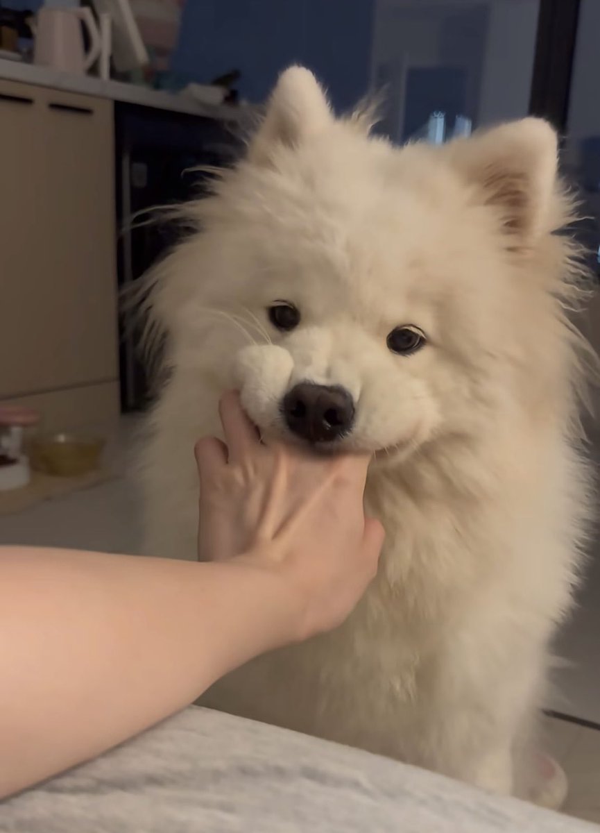 癒される動物 tweet media