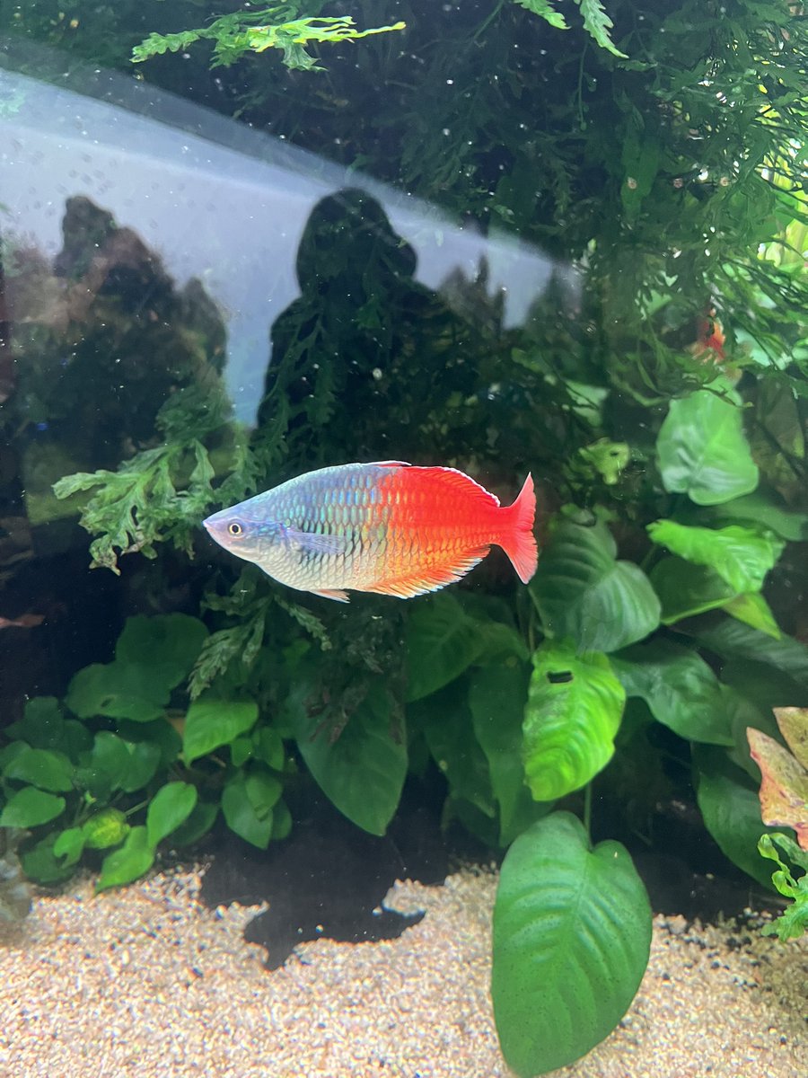 Ren :) (Final semester!!) tweet media