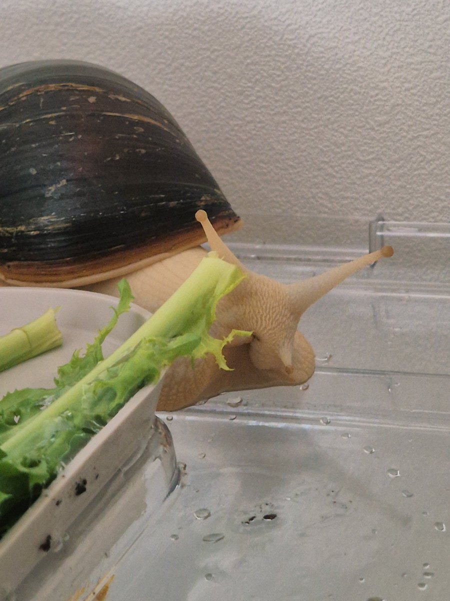 사이카와와 tweet media