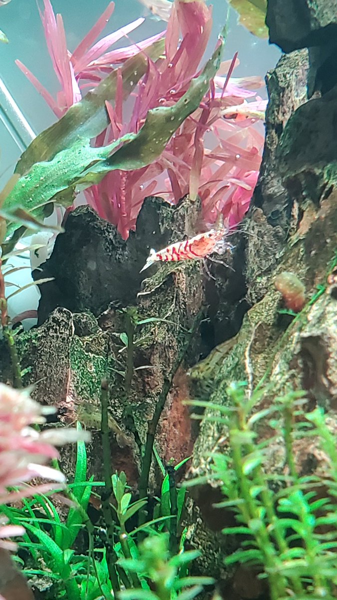 琉球パンダ tweet media