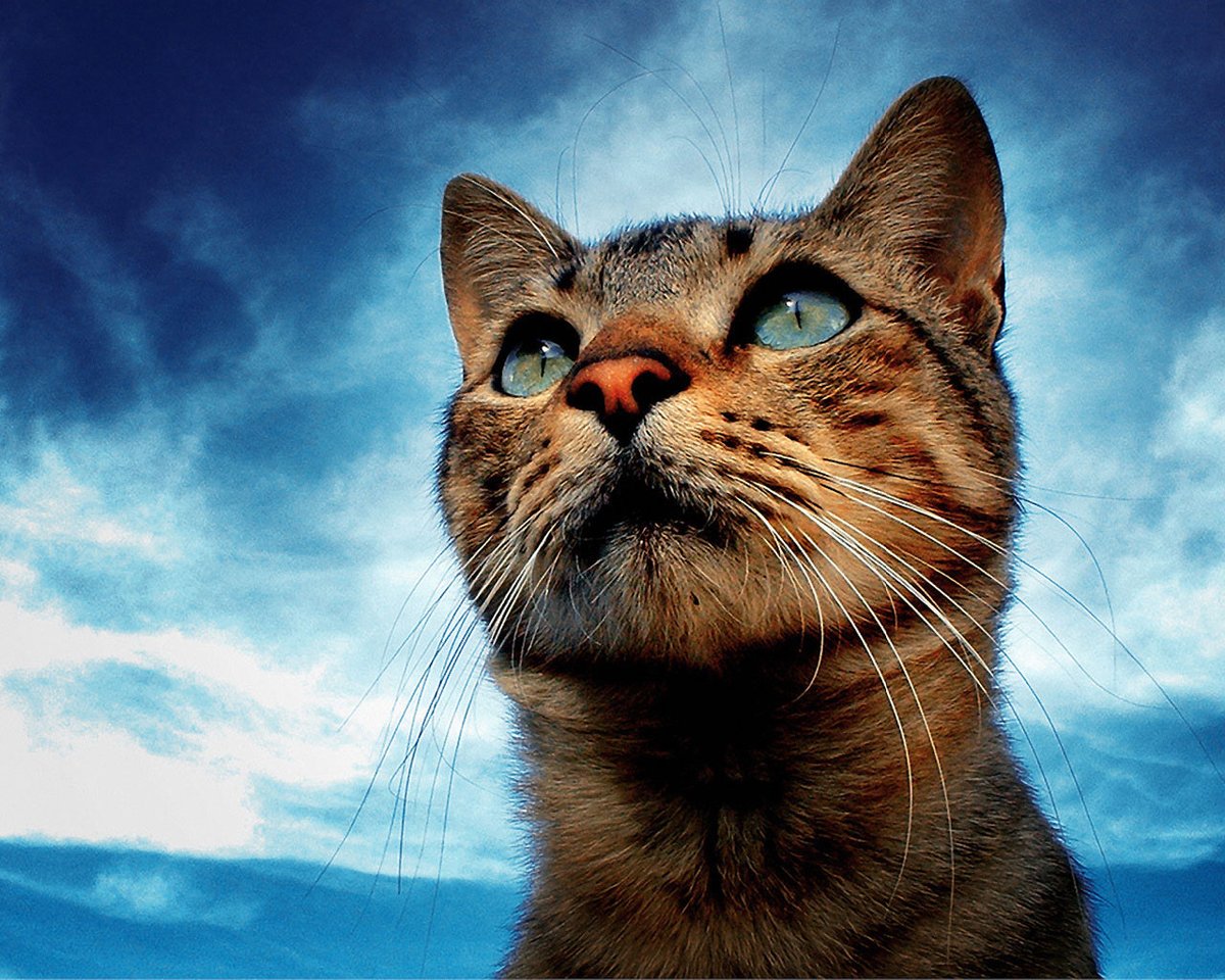 Tio Felino (Leo) tweet media