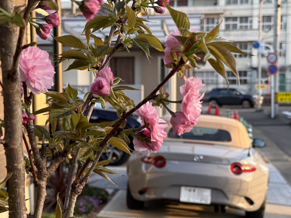 araknarakan's tweet photo. うちの八重桜がやっと咲きましたー♪
#八重桜 
#NDロードスター https://t.co/dlgFdOyKtz