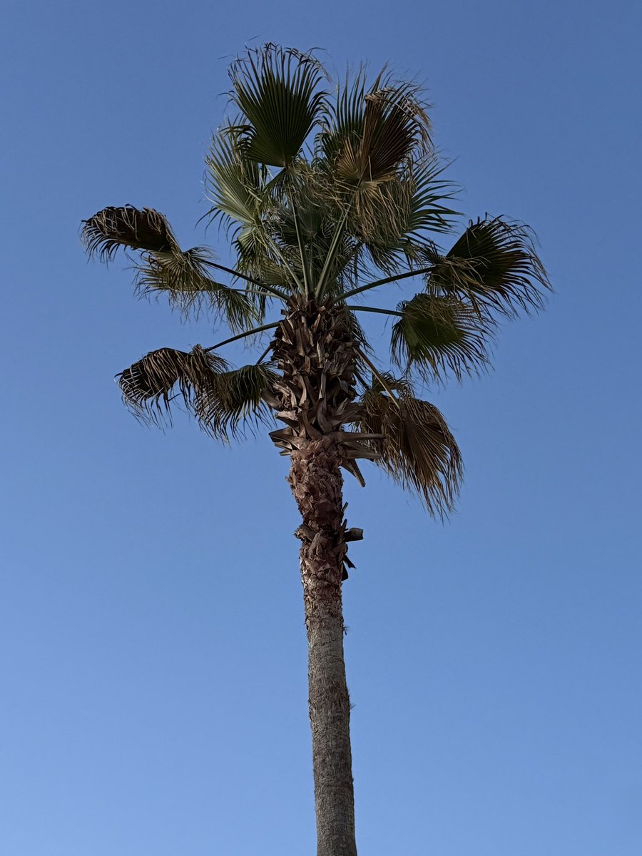 JohnBostonRowe's tweet image. Last long run in #Pensacola, but a good morning to get some good miles in… 

#FloridaRunner #DailyRunner #SunriseRunner #KeepMoving

#RunningStreak: 2290 days