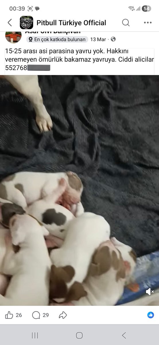 Başıboş Köpek Tehlikesi tweet media