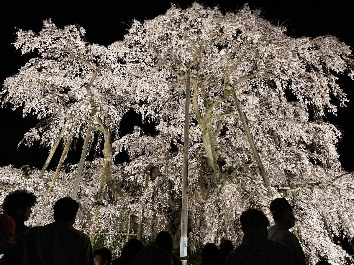 日本三大桜の『三春滝桜』を見て来ました。