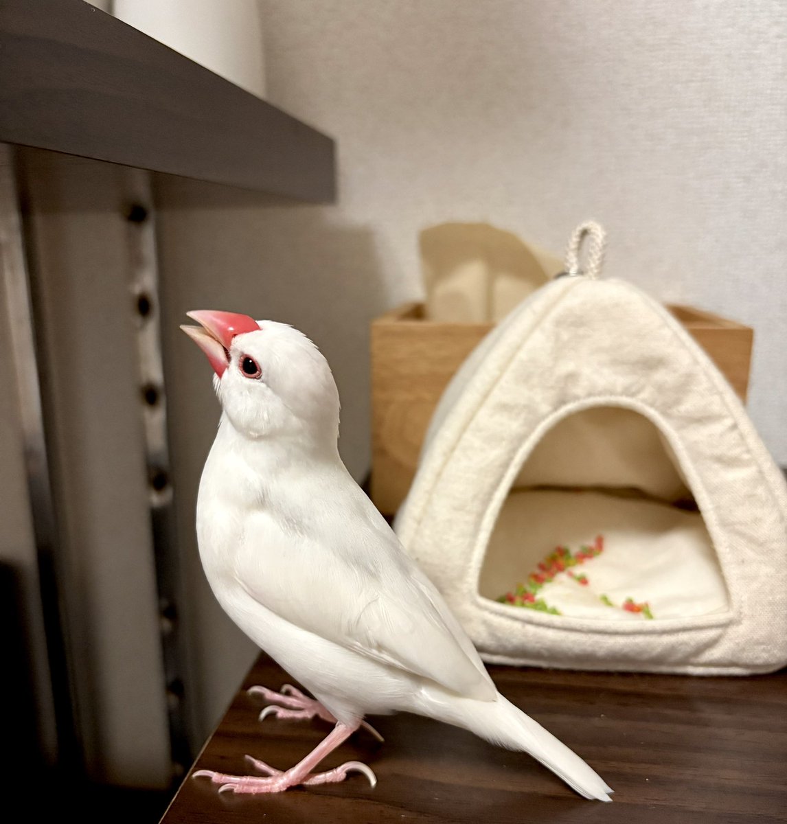 えま tweet media