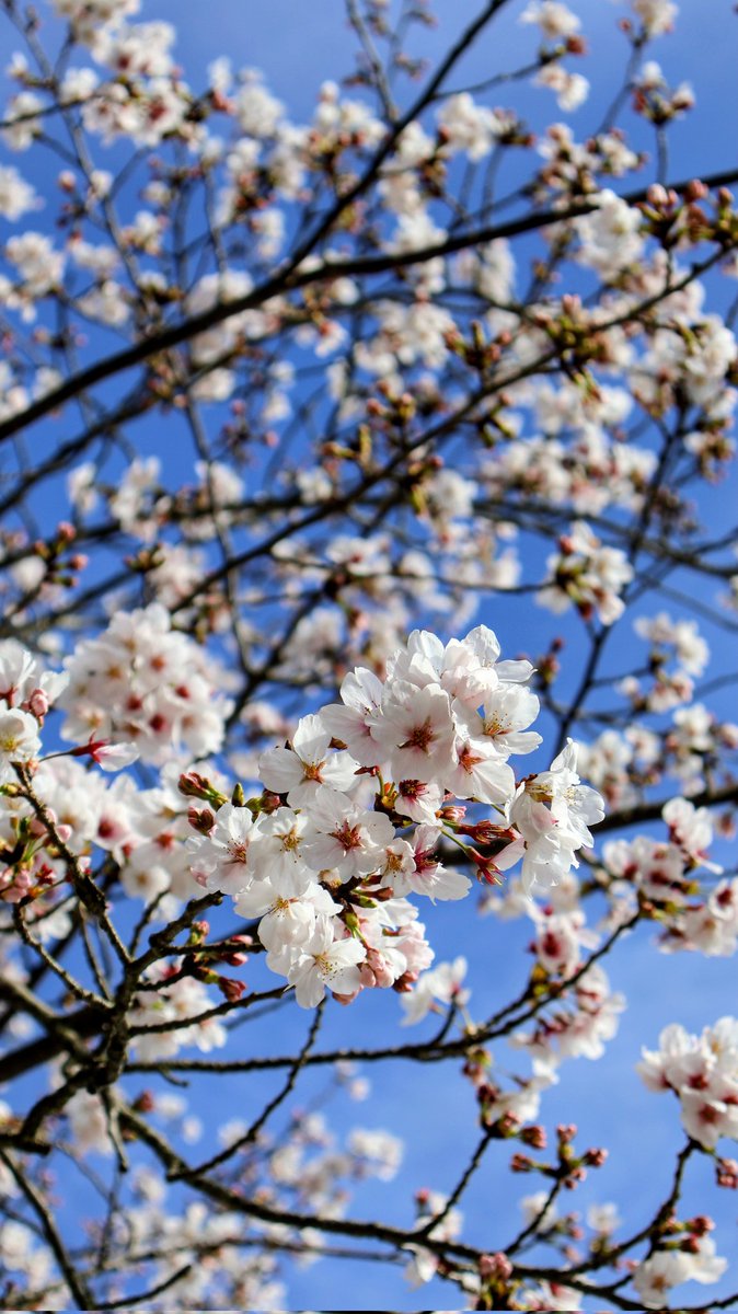 Yuki -D_Drive / East Of Eden- tweet media