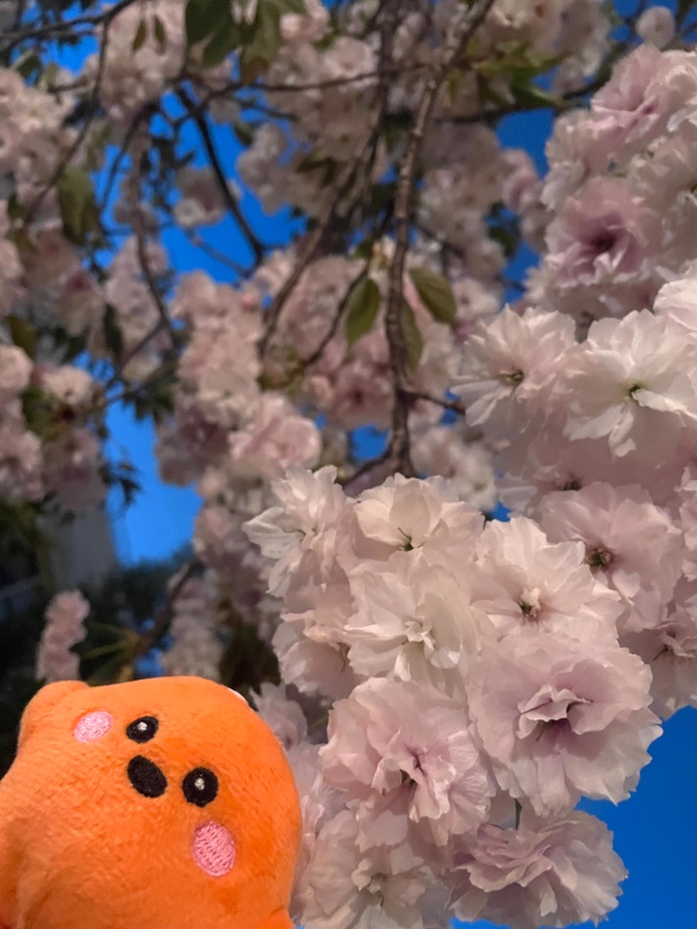 ”ワァアァアァァー🌸”
玖島桜withサーキュラーちゃん🇩🇪