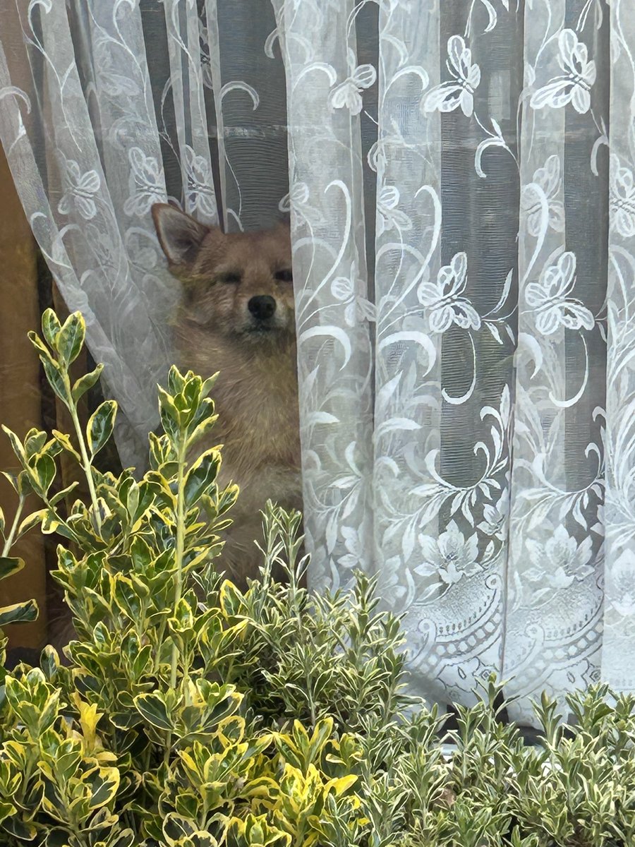 Leo _RIP TetleyBum 🌈🌈😊😊🐶🐶 tweet media